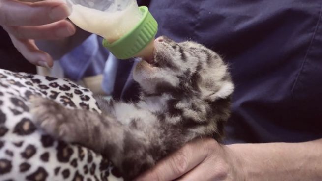 go to Süße Nebelparder-Babys: Zoo in Tacoma begrüßt Drillinge