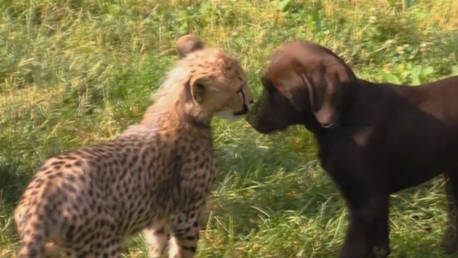 go to Kuriose Bande: Hund und Gepard sind dicke Freunde