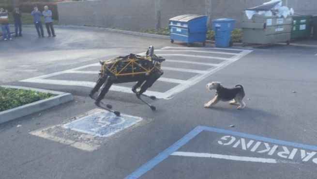 go to Tier trifft Maschine: So geagiert ein Hund auf Roboter