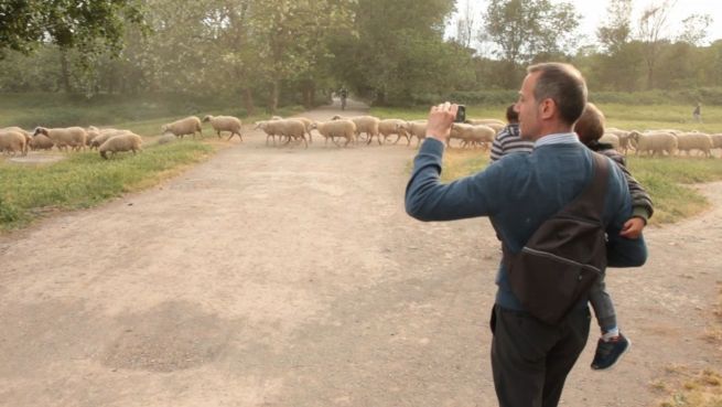 go to Sie sind Kult: Die Schafe im Stadtkern von Rom