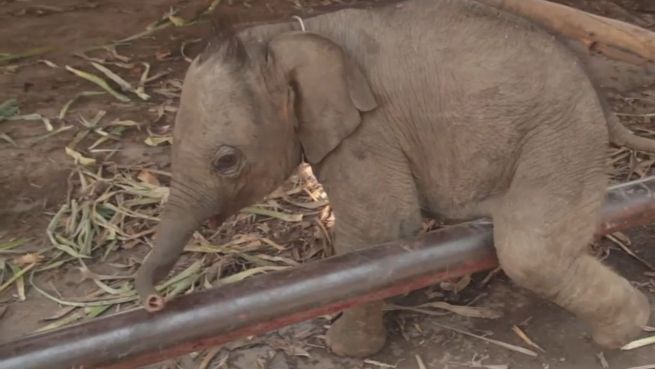 go to Kleiner Klettermaxe: Baby-Elefant beim Fitness-Training